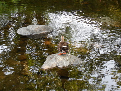 DSCN0284.JPG